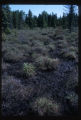 Bog heavily used by deer because of salt from Highway 32