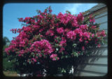 Bougainvillea