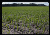 Turf grass