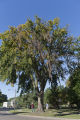 Bob Blanchette (left) and Ben Held (right) looking at Dutch elm disease infected American elm that has been marked to remove in St. Paul, Minnesota.