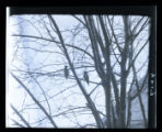 Bohemian Waxwings in trees, near view