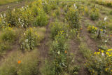 Perennial sunflowers of Michael (Mikey) Kantor, in breeding plots on the University of Minnesota's St. Paul campus.