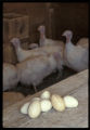 Turkey reproduction research.