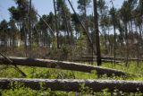 Blow down of old red and white pines on the Chippewa National Forest, Minnesota, in July, 2012.
