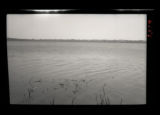 Scenery for Swan Group, bass ponds