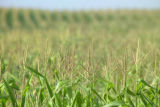 Corn field in southwestern Minnesota.