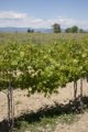 Colorado vineyard growing University of MInnesota grape varieties.