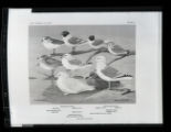 Herring, Bonaparte's, Ring-billed, Glaucous and Franklin's Gulls, illustration, plate 39 in Birds of Minnesota