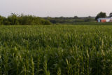 Corn field in Carver County, Minnesota, near Cologne, on U.S. Hwy. 212.