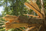 Blow down of old red and white pines on the Chippewa National Forest, Minnesota, in July, 2012.