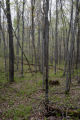 Low lying, mixed maple-basswood-elm hardwood forest in early spring. South side of Leech Lake, Minnesota.