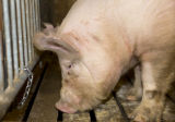 Teaser boar used in the University of Minnesota's swine breeding program.