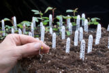 Polyantha rose breeding.