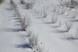 Field plots of alternative, perennial crops for Minnesota. University of Minnesota, St. Paul Campus.
