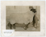 Prize sheep McKenzie King from Hartley Stock Farm at the Chicago International Livestock Show in 1936