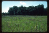 Mickelson Farm old field