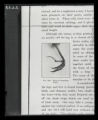 Lark, foot showing nails, illustration from William Beebe, "The Birds Its Form and Function"