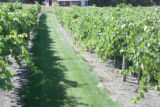 Milroy Vineyard near Redwood Falls, Minnesota.