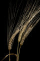 2-row barley at the University of Minnesota's Northwest Research and Outreach Center, Crookston.