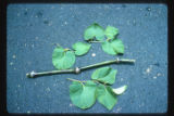 Kava stem and leaves