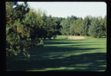 Turf grass
