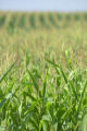 Corn field in southwestern Minnesota.