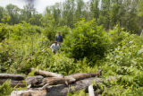 Tony D'Amato (light shirt), University of Minnesota forest ecologist, and Brian Palik , USFS forest ecology researcher (dark shirt) in black ash stand in the Chippewa National Forest.