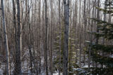 Single balsam fir tree in aspen forest near Lake Superior.
