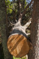 Blow down of old red and white pines on the Chippewa National Forest, Minnesota, in July, 2012.