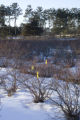 Blueberry breeding, winter hardiness testing by the University of Minnesota.