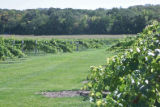 Milroy Vineyard near Redwood Falls, Minnesota.