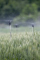 St. Paul Campus wheat scab disease (fusarium head blight) test plots with misting system, late June, 2010.