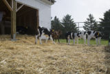 Organic dairying and rotational grazing research by Dennis G. Johnson, University of Minnesota West Central Research and Outreach Center, Morris.