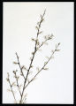 Salix
