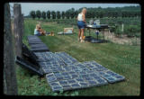 Blueberry harvest of potential new varieties.