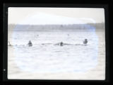 Ring-necked Duck