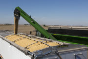Harvesting soybeans on the Craven farm in Jackson County, Minnesota.