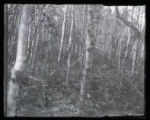 Ruffed Grouse in grove with young