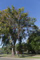 Bob Blanchette (left) and Ben Held (right) looking at Dutch elm disease infected American elm that has been marked to remove in St. Paul, Minnesota.