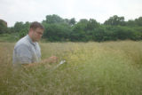 Perennial ryegrass variety development and winter hardiness testing. Research plots on St. Paul Campus, University of Minnesota.