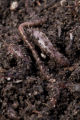 Earth worms. Earth worms.
