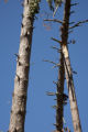Blow down of old red and white pines on the Chippewa National Forest, Minnesota, in July, 2012.
