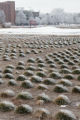 Turf grass breeding plots, winter weekend snow on the St. Paul campus of the University of Minnesota.