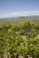 Colorado vineyard growing University of MInnesota grape varieties.