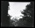 Double-crested Cormorant, nests in tree tops