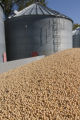 Just-harvested soybeans going from wagon into grain bin on farm near Northfield, Minnesota.