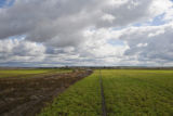 Potato breeding, harvest. University of Minnesota potato breeding plots at the Williston Research Extension Center in North Dakota.