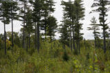 Thinned forest in Cook County, Minnesota.