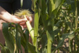 Corn rootworm susceptibility in some lines of BT corn.