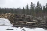 Aspen and other species logged during the winter and piled at landing ready for transport to mill in International Falls.